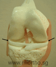 Knee Model